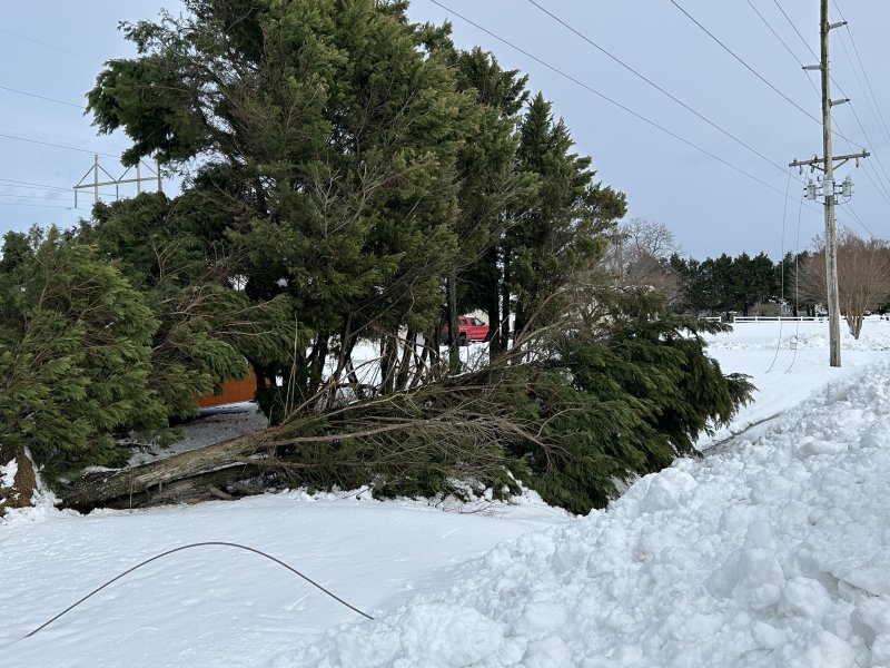 Uprooted trees and branches cleaved electric lines on Milton’s Reynolds Road. KEVIN SPENCE PHOTO